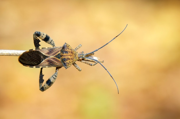 Image of Groundnut Bug, Acanthocoris sordidus (Coreidae) on branch. Insect. Animal.