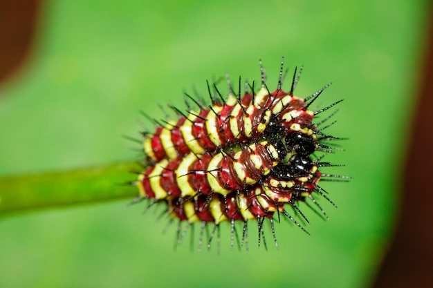 자연 배경의 나뭇가지에 있는 그룹 애벌레 표범 풀잠자리(Cethosis cyane euanthes)의 이미지. 곤충. 동물