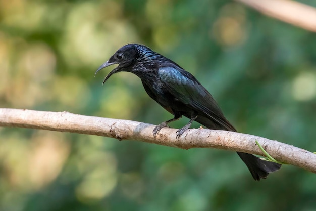 Image of Hair crested drongo bird on a tree branch on nature background Animals