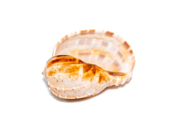 Image of harpaconoidalis conch seashell on a white background Sea shells Undersea Animals