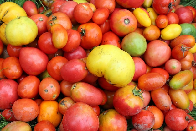 빨간색과 노란색 토마토의 수확 사진