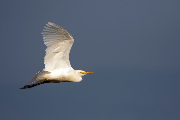 Image of Heron, Bittern or Egret flying on sky. White Bird. Animal.