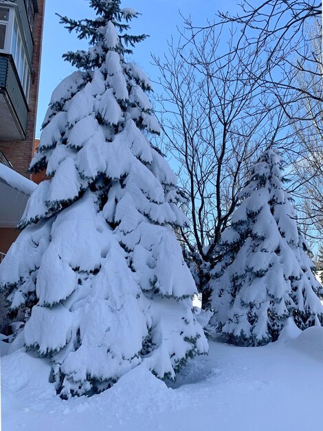 Image of a high snowcovered spruce tree