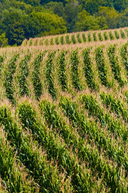 Image of Hills covered in rows of corn for farming