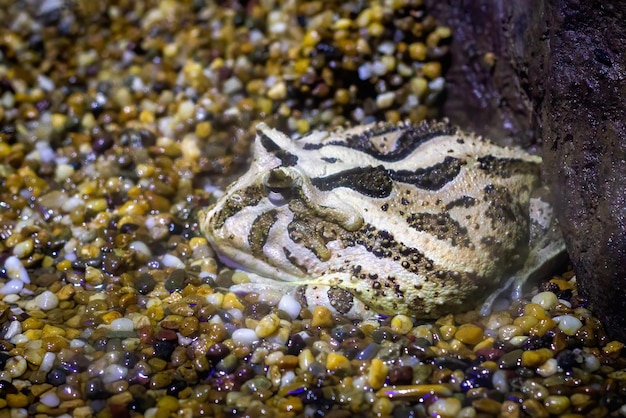 Image of horned frog on nature background. . Animals. Amphibians