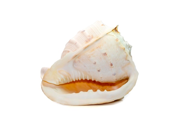 Image of Horned Helmet sea shells cassis Cornuta is a species of extremely large sea snail isolated on white background Undersea Animals Sea Shells