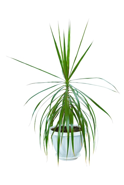 Image houseplant dracaena palm in a pot