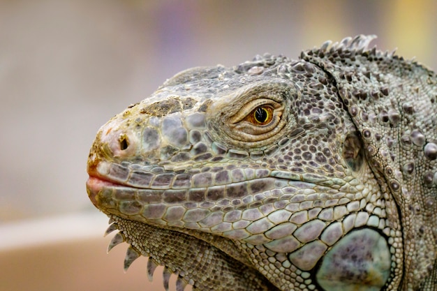 Image of an iguana head on nature. Reptile. Animals.