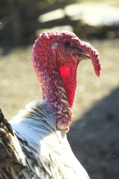 農場で重要な七面鳥の画像