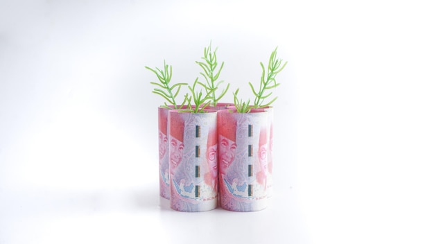 Image of Indonesian Rupiah banknote with plant growing on top for business saving growth economic concept