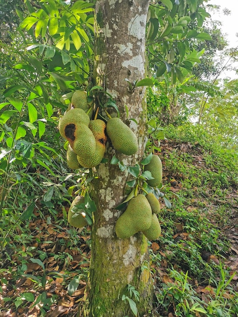 Foto immagine di jackfruit appeso all'albero