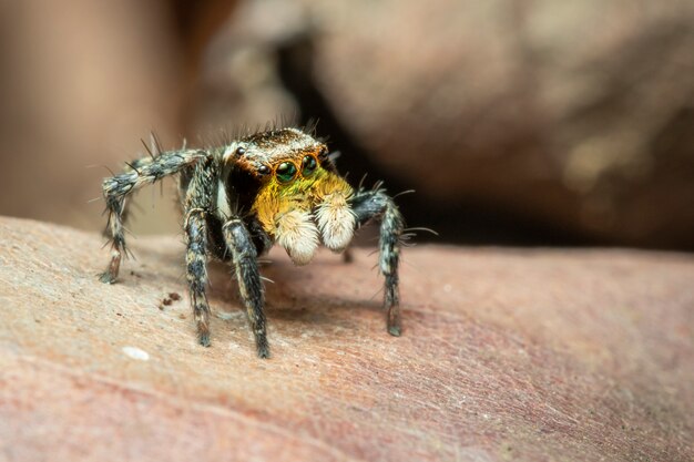 거미 (Salticidae) 점프의 이미지., 곤충. 동물.