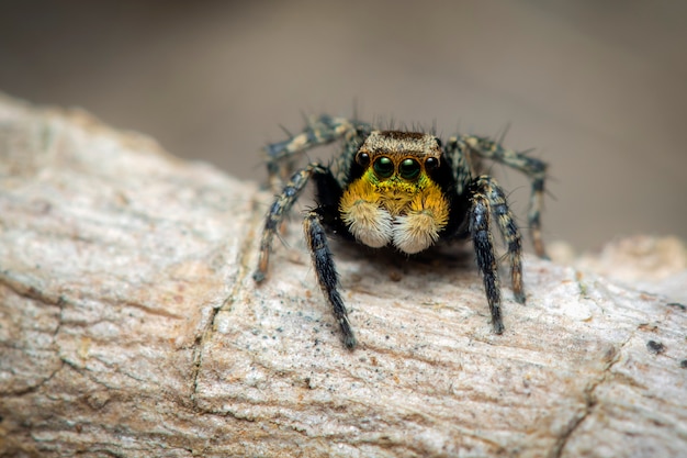 Image of jumping spiders (Salticidae) ., Insect. Animal.