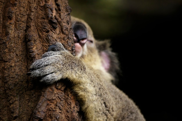 Image of a koala bear sleep focus on hand on tree. Reptile. Animals.