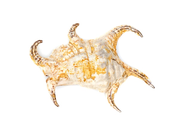 Image of Lambis chiragra Harpago chiragra on a white background Undersea Animals Sea shells