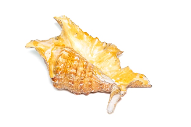 Image of lambis truncata sowerbyi sea shell on a white background Sea shells Undersea Animals