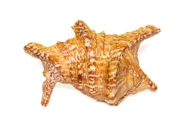 Photo image of lambis truncata sowerbyi sea shell on a white background sea shells undersea animals