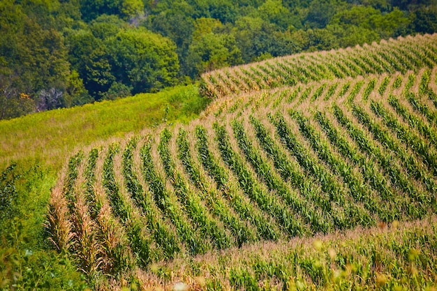 Image of Landscape of corn field rows