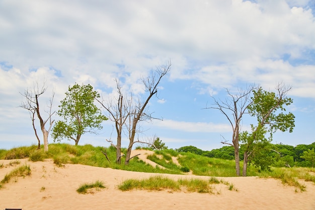 Image of Landscape of sand dunes with sand and trees