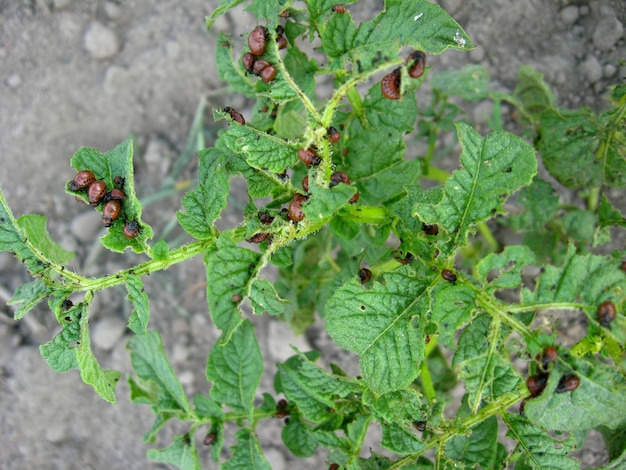 Image of larvas of colorado beetles sitting on a leaves of a potato