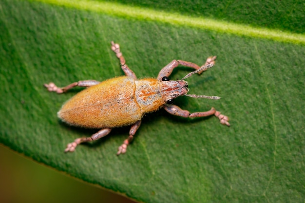 緑の葉に葉を食べるゾウムシ（Hypomeces squamosus）のイメージ。昆虫。動物。