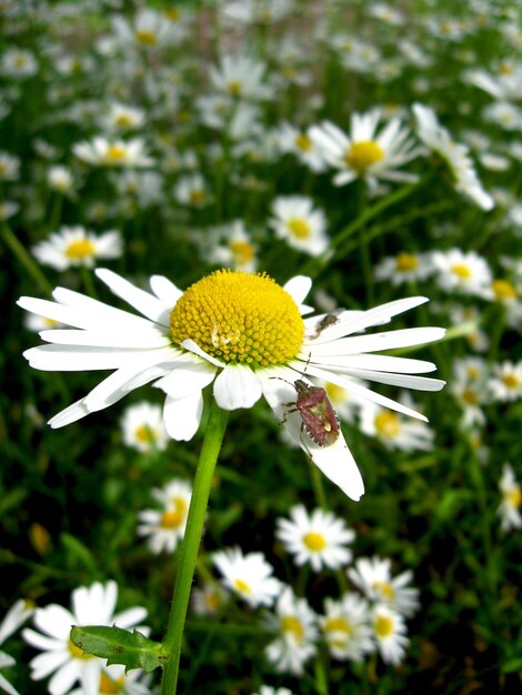 Foto immagine di un piccolo coleottero sulla bella camomilla bianca