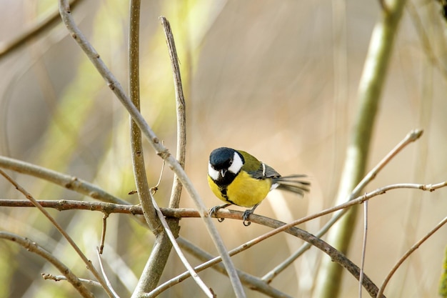 Image of a little bird sitting on a branch