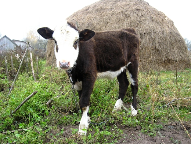 Image of little calf near a haystack