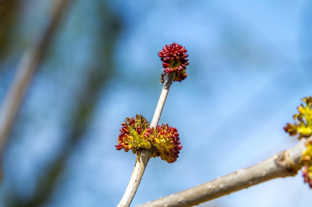 Image of a little tree in spring blossoming branches