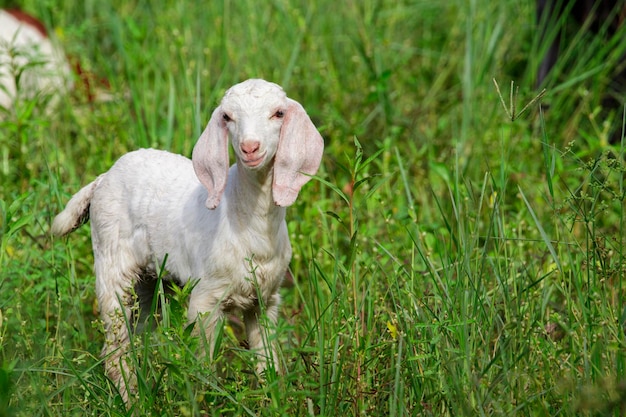 Photo image of little white goat on the green meadow farm animal