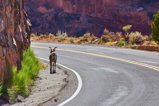 Image of Loan goat on windy road next to cliffs in desert