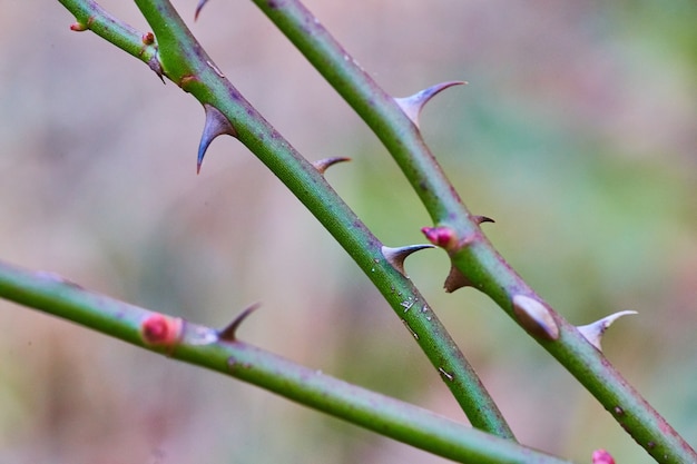 とげのある植物のマクロの画像