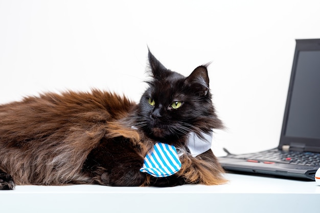 Image of main coon cat in striped tie with laptop in room