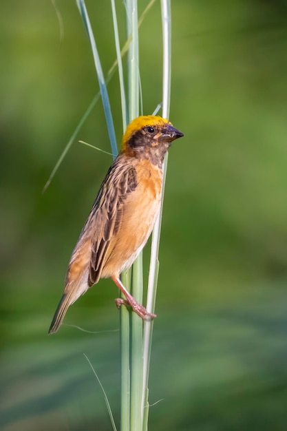 Photo image of male baya weaver nesting on nature background bird animals