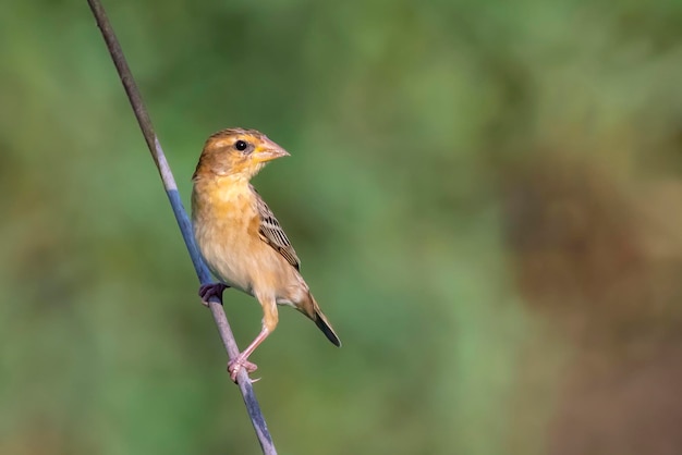 Photo image of male baya weaver nesting on nature background bird animals