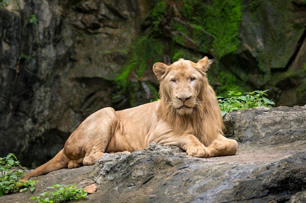 Image of a male lion relax on the rocks. Wildlife Animals.