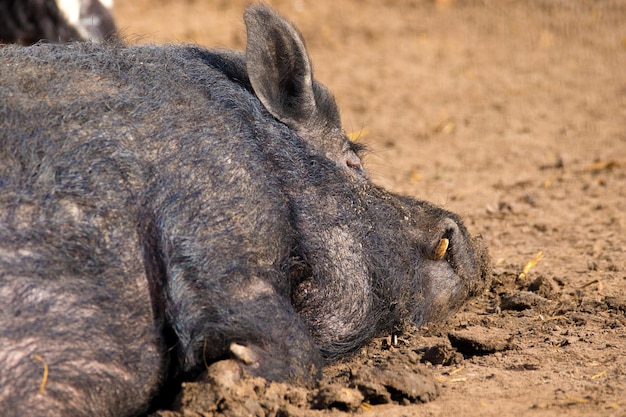 Image of a mammal a boar animal sleeping on the ground