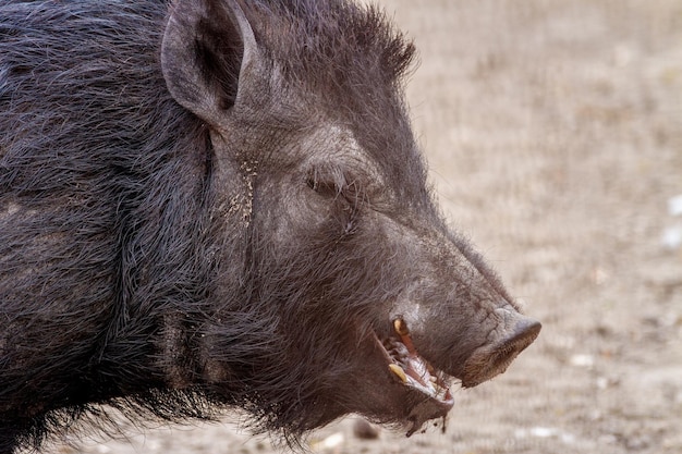 image mammal pet pig in a black enclosure