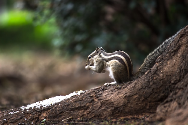 Image of  mediumsize rodents  tree squirrels ground squirrels chipmunks marmots or prairie dogs