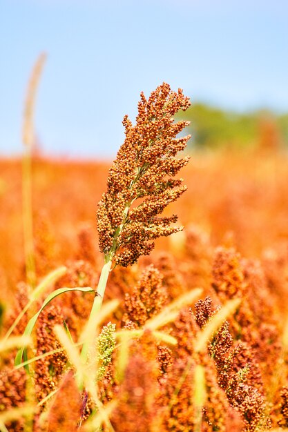 Image of Millet and sorghum smart farmer grain close up