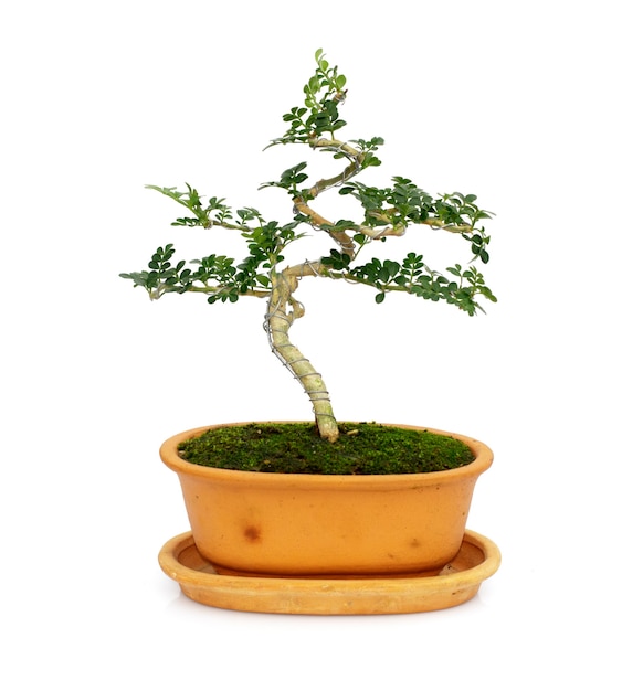 Image of mini bonsai in the pot tree on white