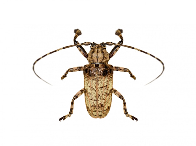 Изображение жука Moechotypa (Longhorn) на белом фоне