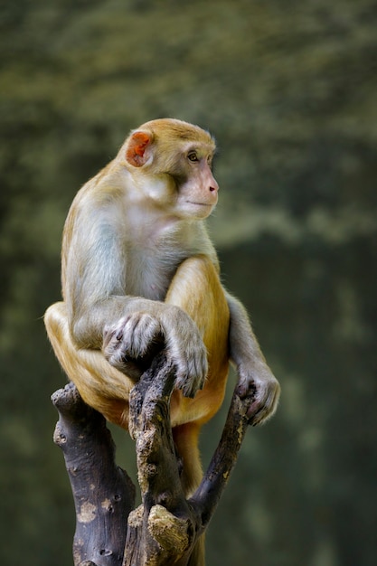 木の枝に座っているサルの画像。野生動物。