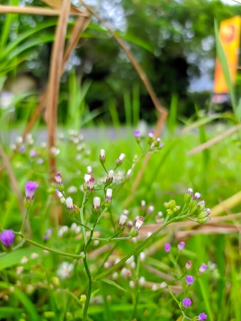 image カラシはキク科の一年生雑草です