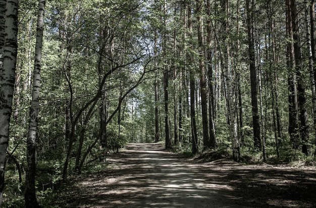 Image in muted colors of pathway in summer sunlit green forest thicket Hiking and resting on nature