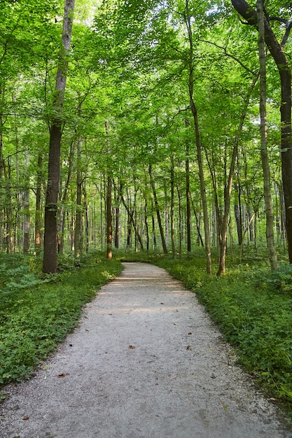 ほぼまっすぐな道の画像は緑の森に通じています