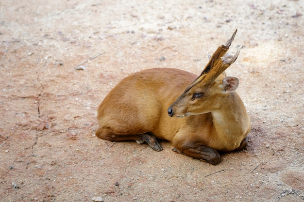 ほえる鹿またはムンチャク（ムンティアチーニ）のイメージは地面でリラックスします。野生動物。