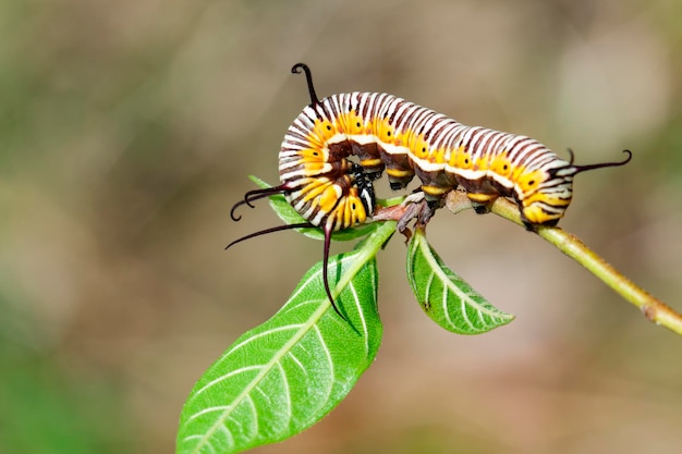 写真 自然の背景昆虫動物の枝に一般的なインドのカラスの毛虫のイメージ