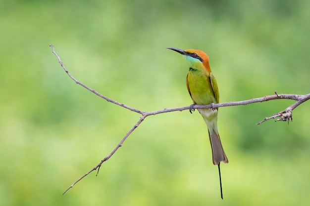 Фото Изображение зеленой пчелоядной птицы merops orientalis, сидящей на ветке на природе.