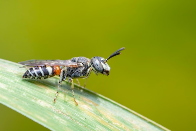 写真 自然の背景に緑の葉に小さな蜂または矮性蜂apis floreaの画像昆虫動物